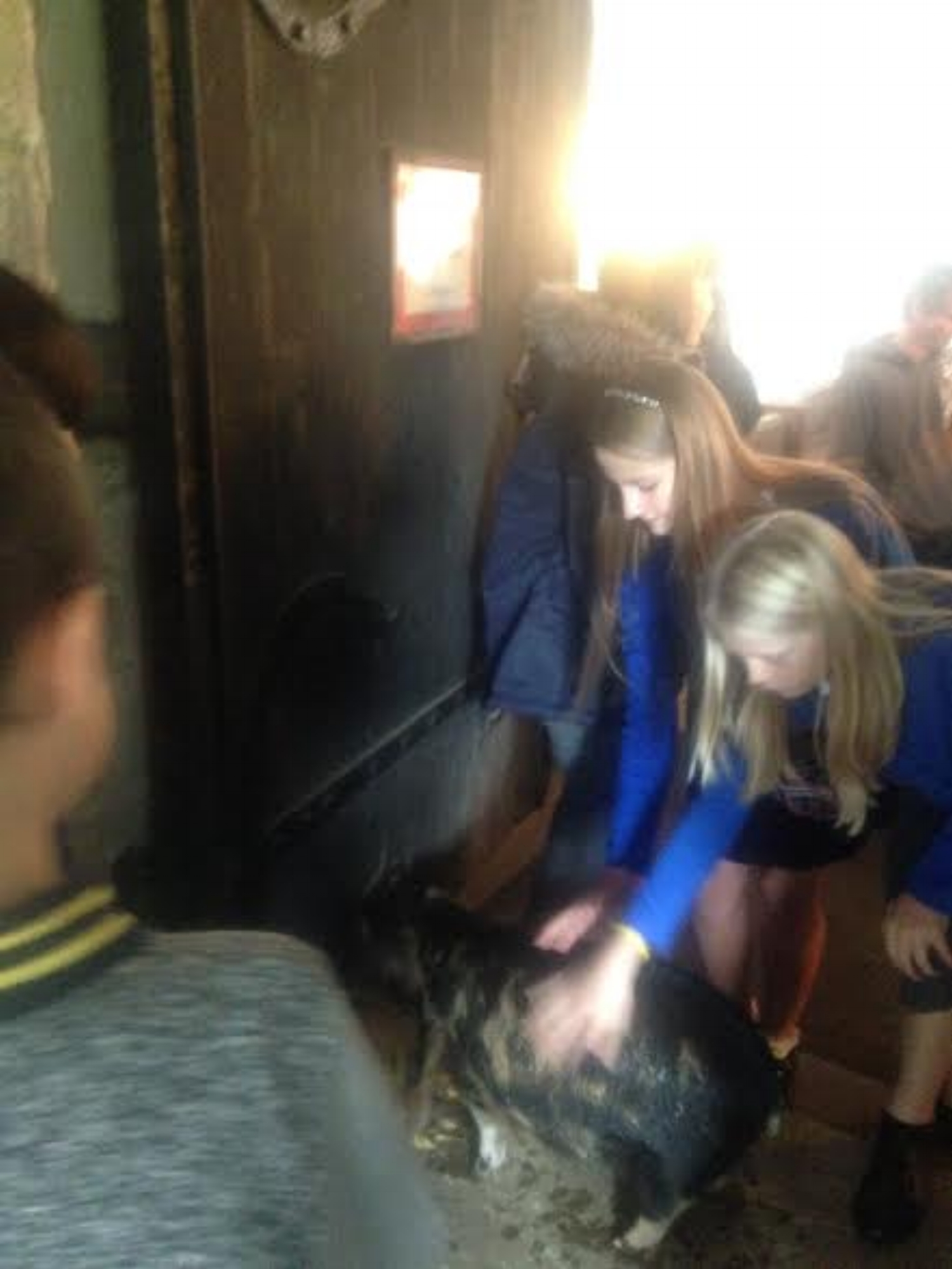 Sandringham and West Newton pupils say hello to the pigs in attendance at Castle Rising Harvest Festival!