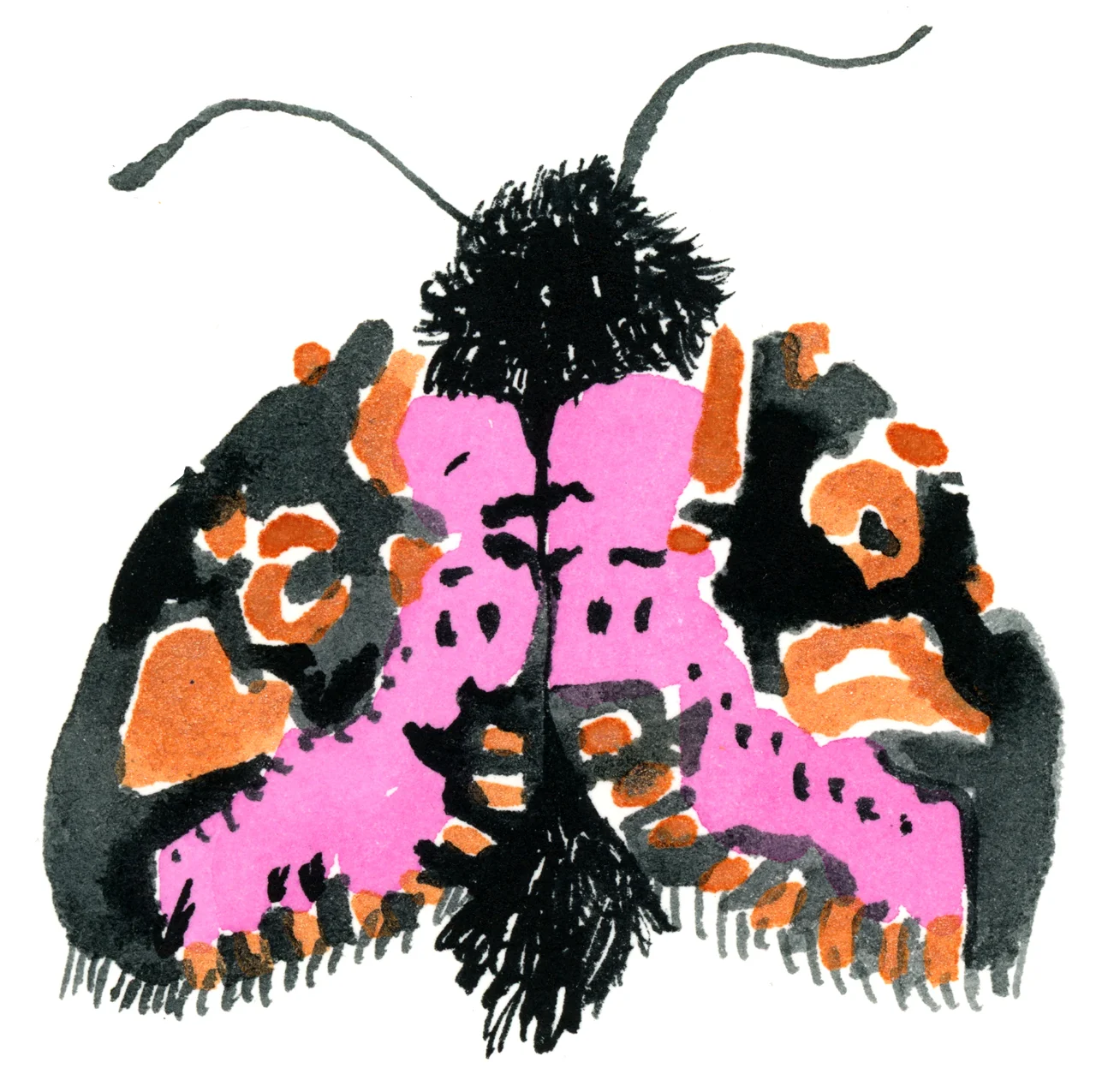 moth.jpg