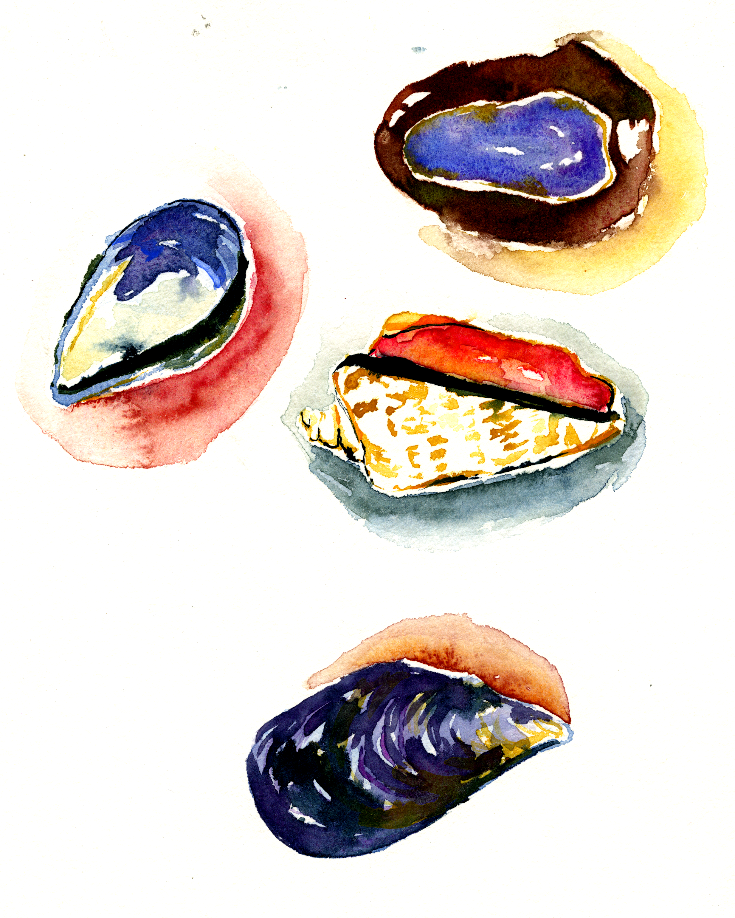 shells.png