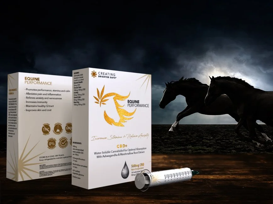 Equine Performance Mock-up.jpg