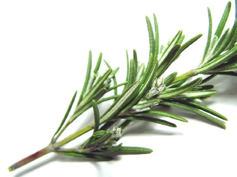 Rosemary.jpg