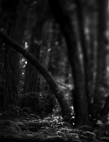 BW45-2007-11.jpg