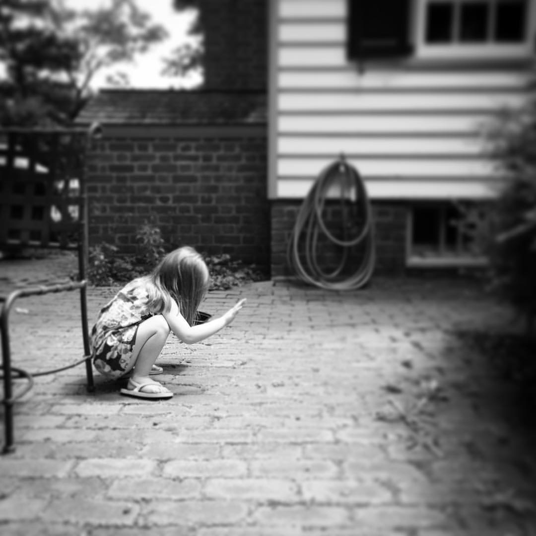   Phoebe. Catching Ants. 6-28-16.  