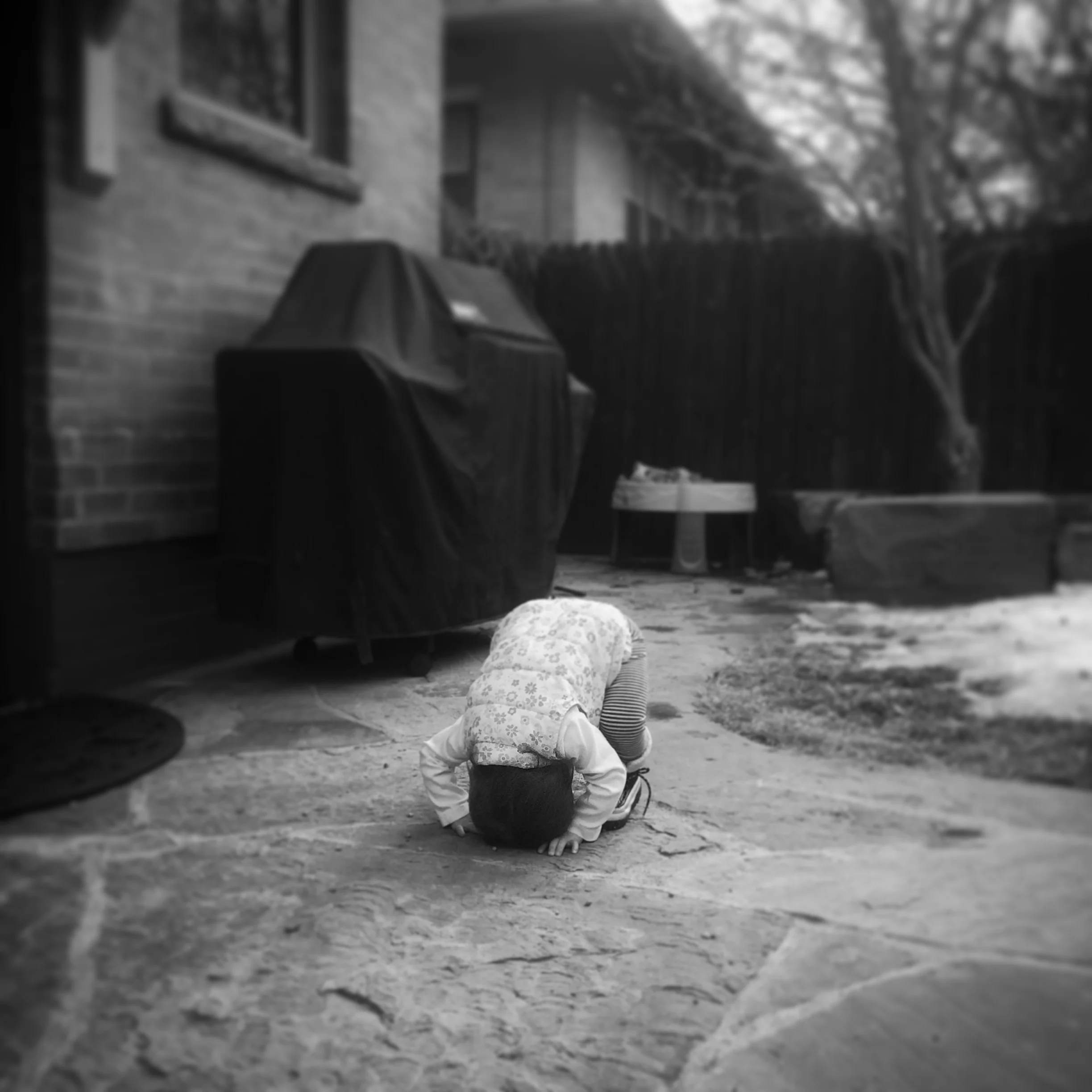   Lucy. Backyard. 1-31-17.  