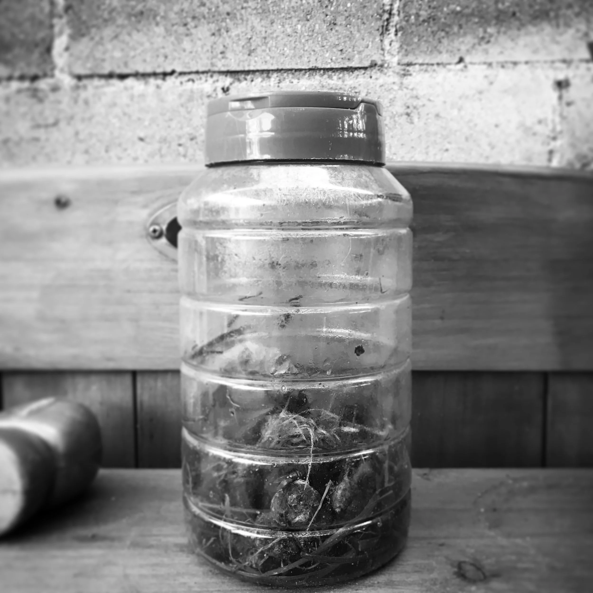   Phoebe. Dog Poop in Jar with 6 Flies. 7-30-18.  