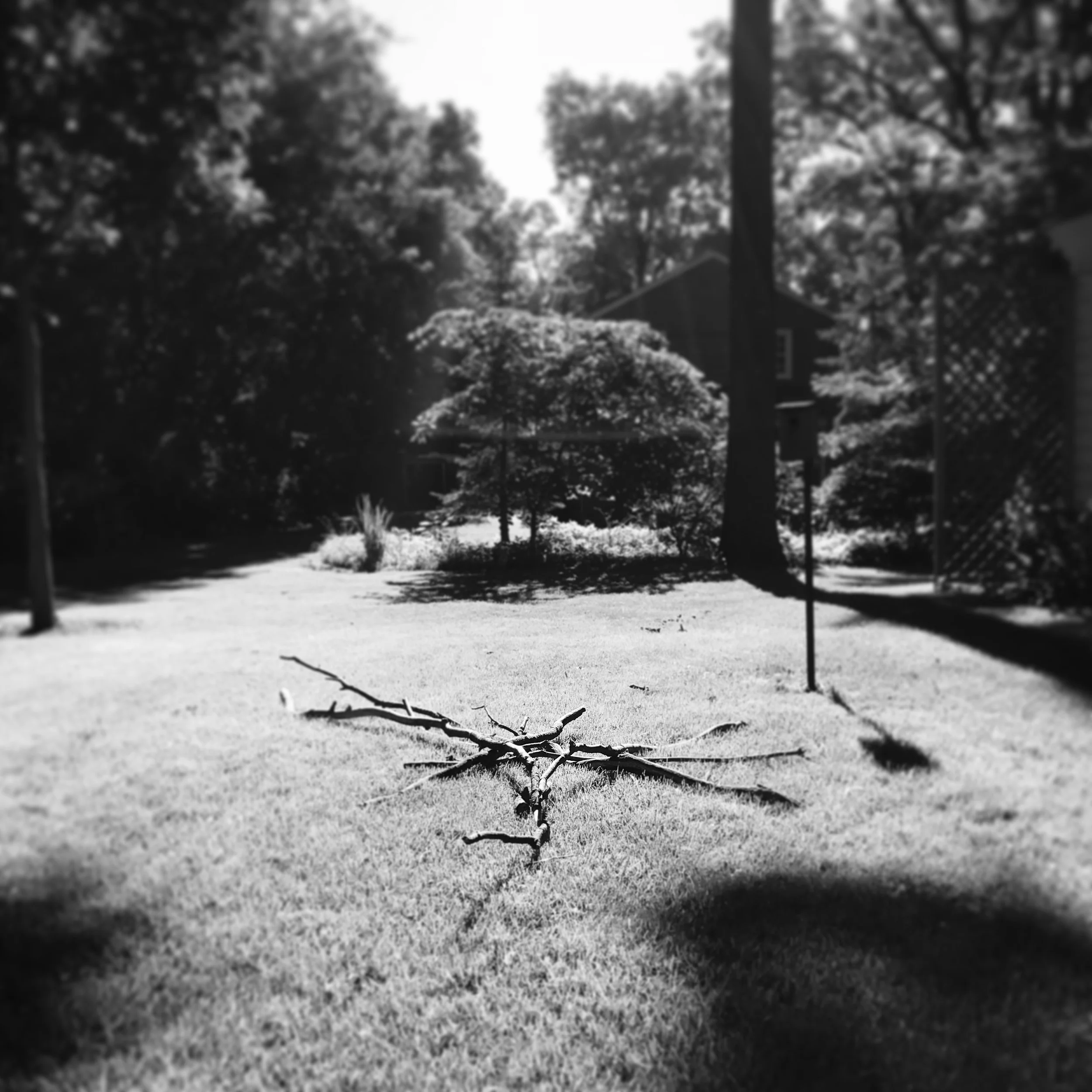   Phoebe. Sticks. 7-8-18.  