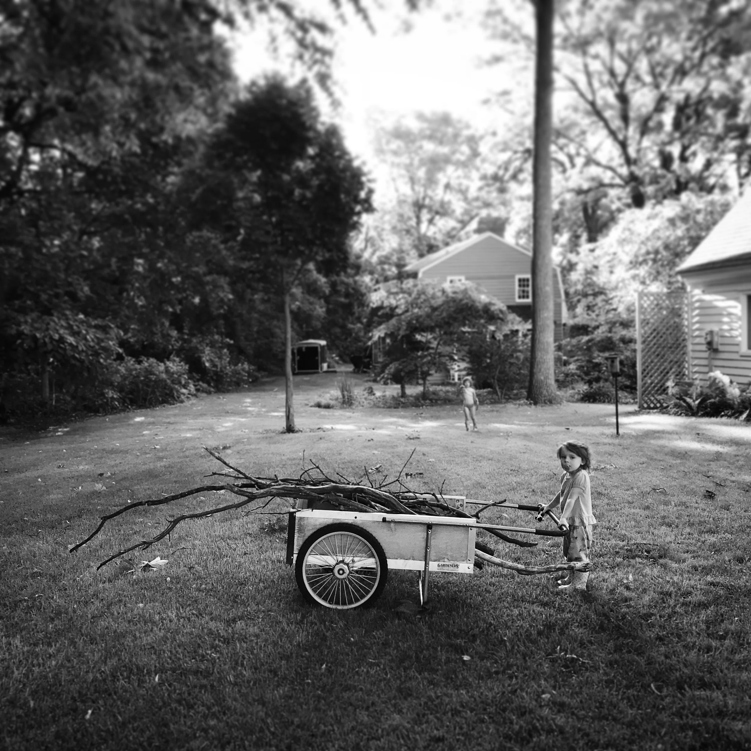   Phoebe &amp; Lucy. Picking up Sticks. 7-2-18.   