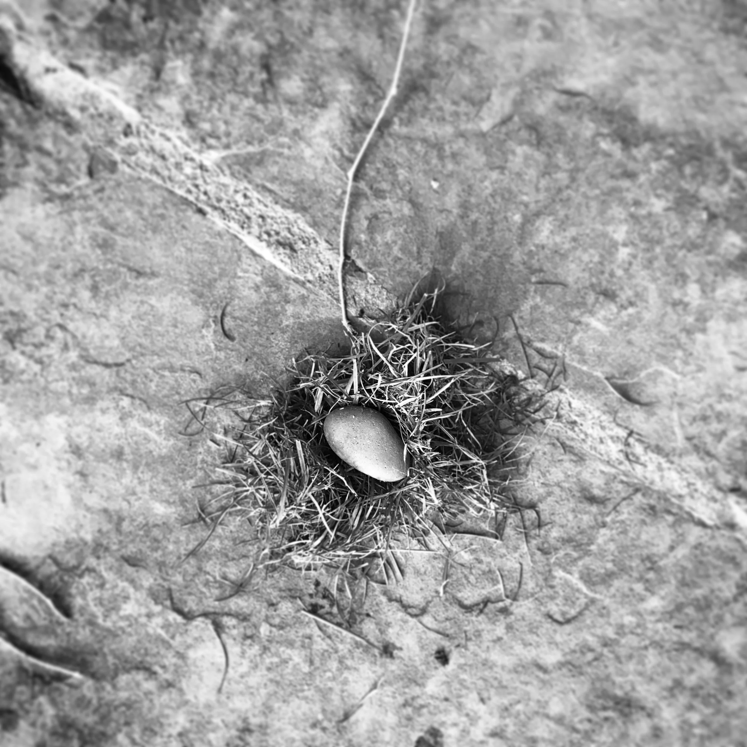   Phoebe. Dinosaur Nest and Egg. 9-20-17.  