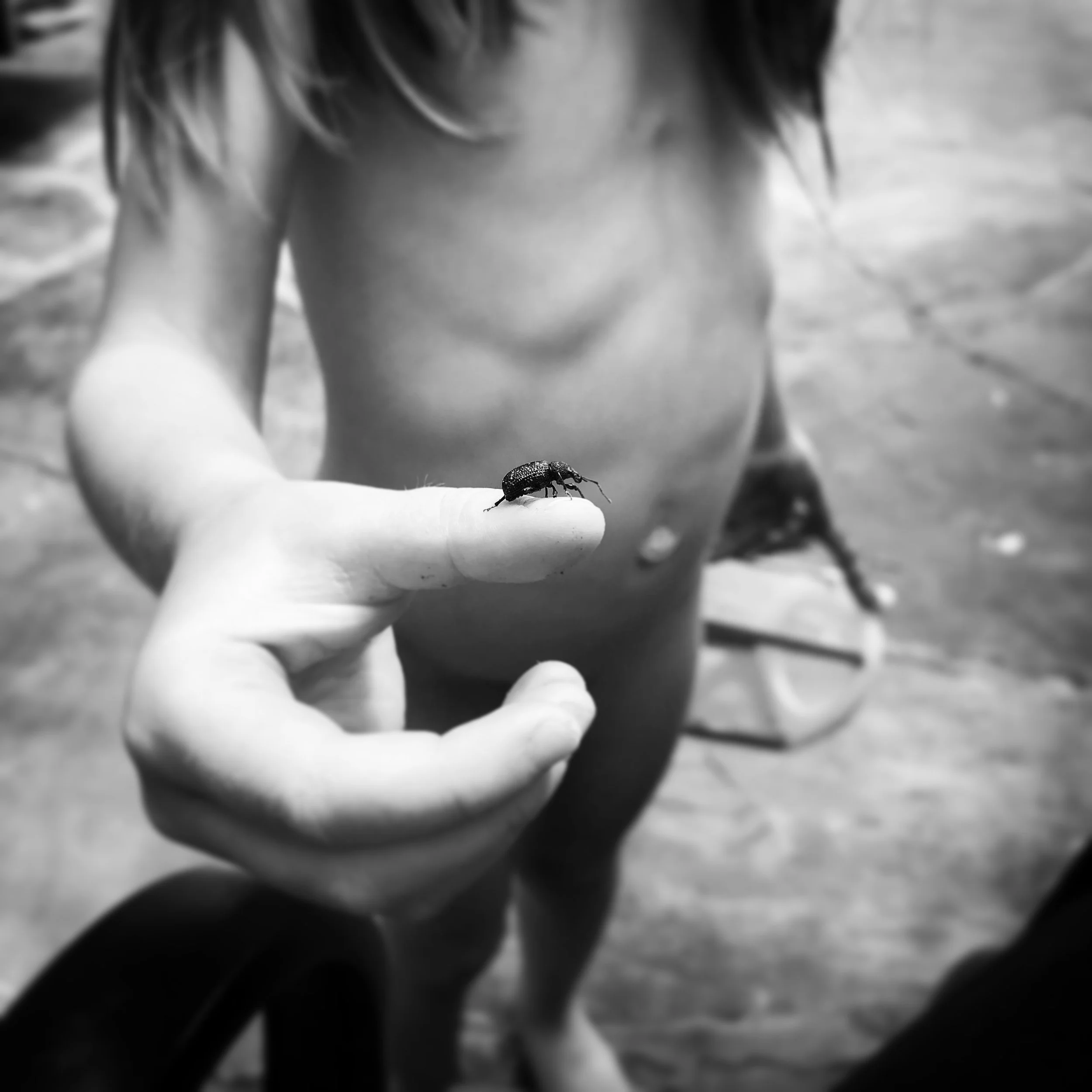   Phoebe. Bug. 5-21-17.  