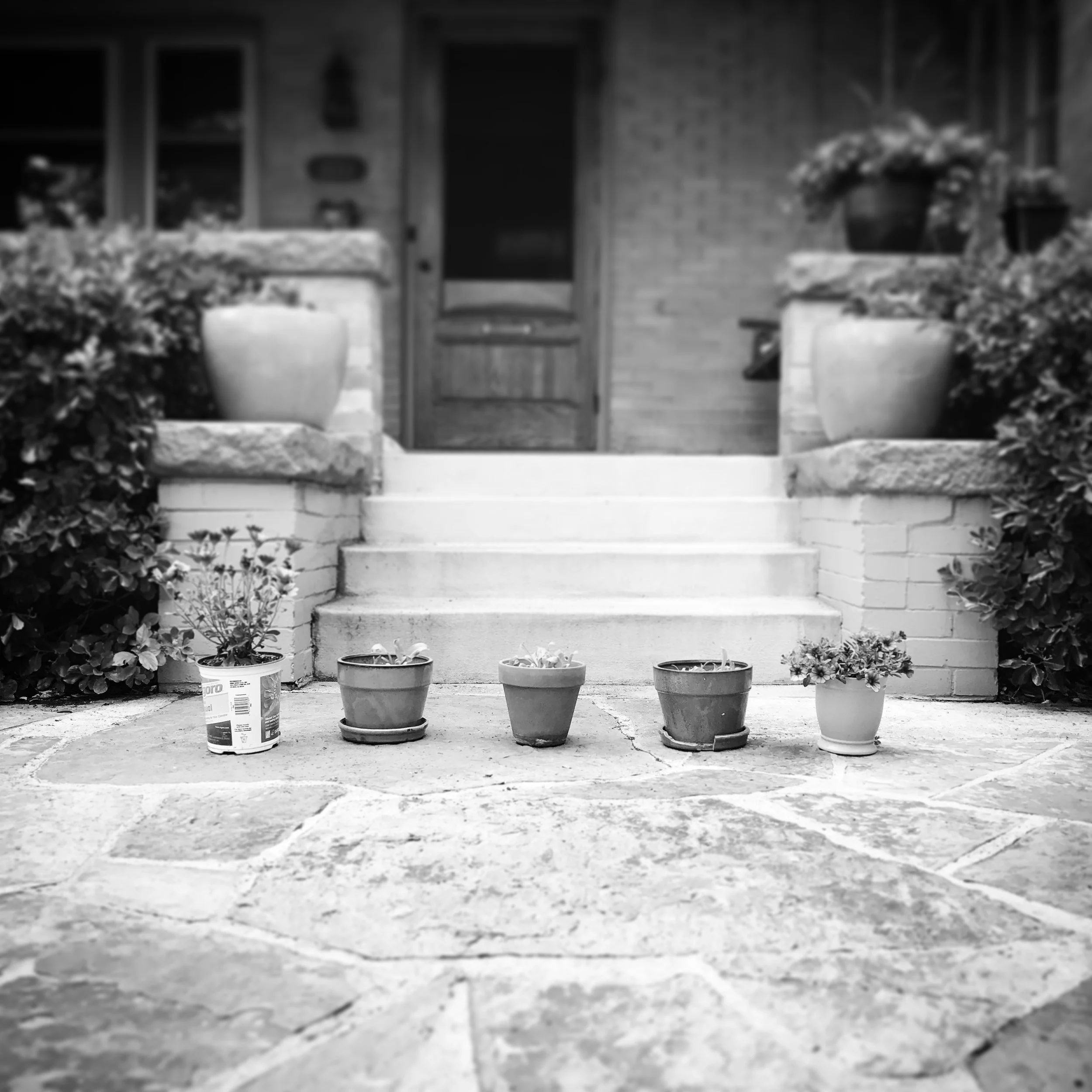   Phoebe. Sorting Flowers. 5-14-17.   