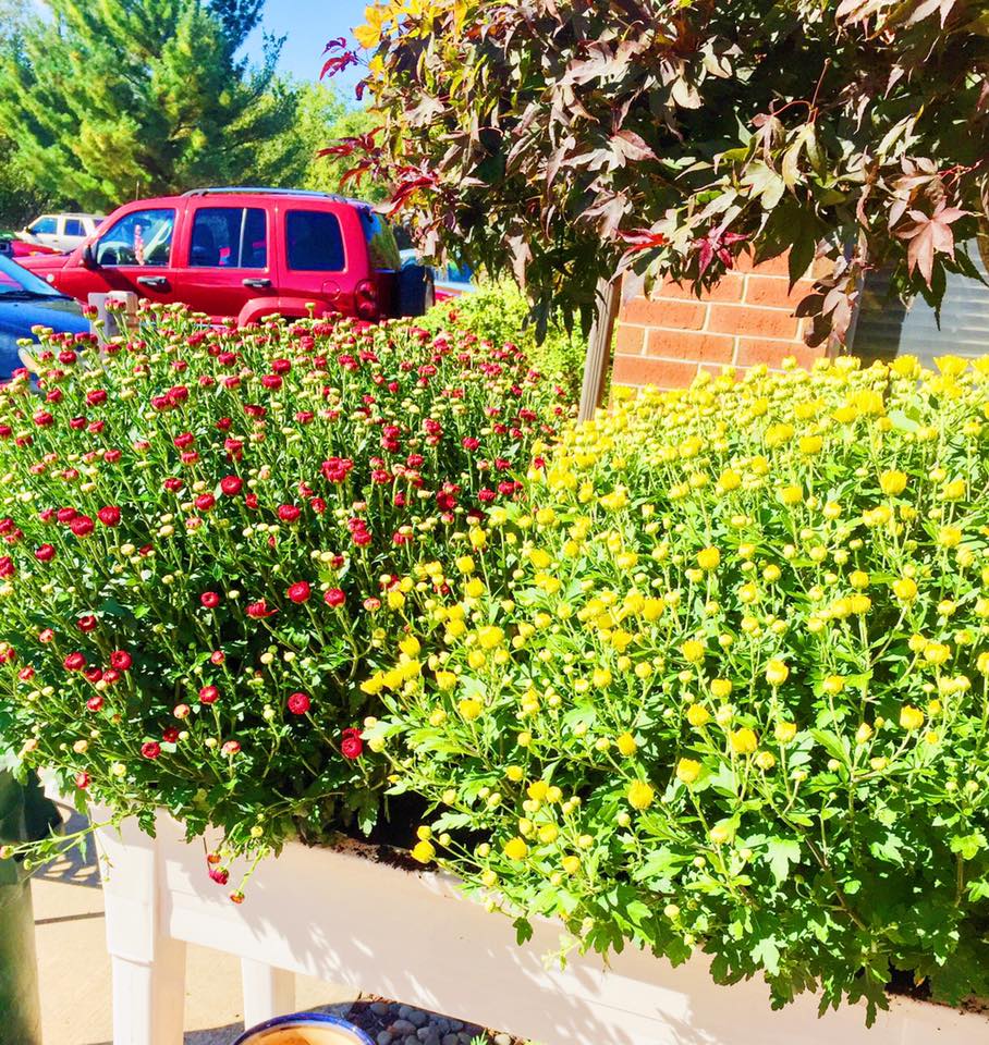 Shown Above; Wine & Bright Yellow Mums are Paramo Landscaping's Favorite Fall colors.