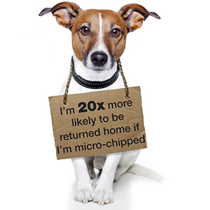 Aurora Animal Hospital for microchips in dogs and cats