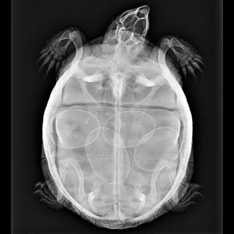 36 Pet Animal X Rays Psikyolalola