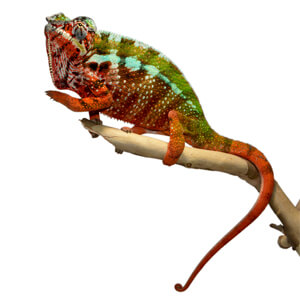 Panther Chameleon Care