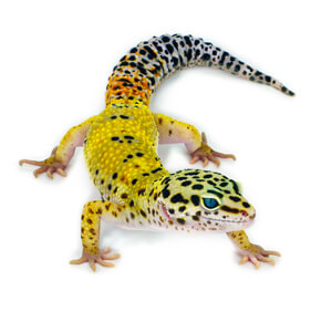 Leopard Gecko Care