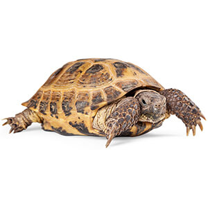 Russian Tortoise Care