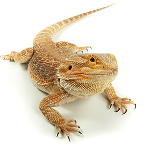 Bearded Dragon Health Concerns  Long Island Avian & Exotic Vet Clinic