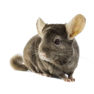 Chinchilla Care