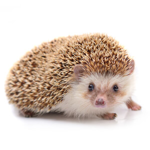 Hedgehog Care