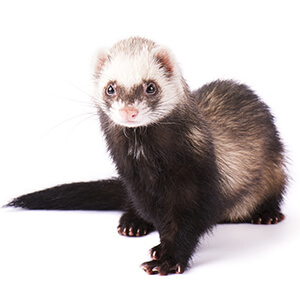 Ferret Care