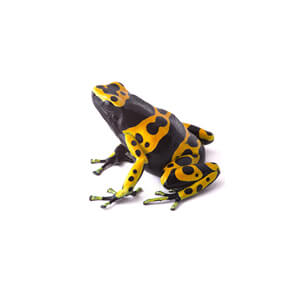 Dart Frog Care