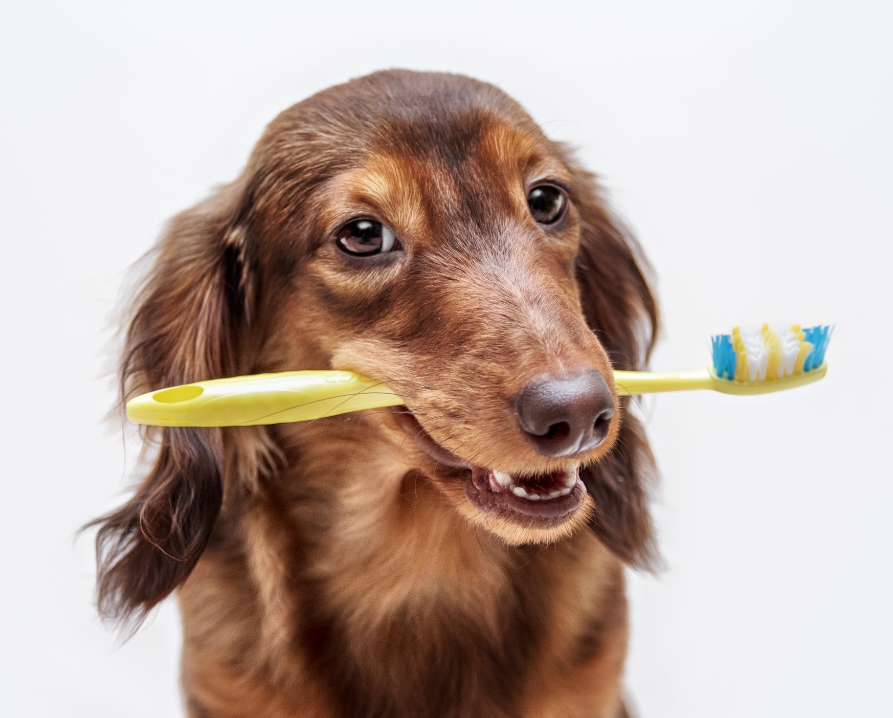 Experienced veterinarians for dog and cat dental