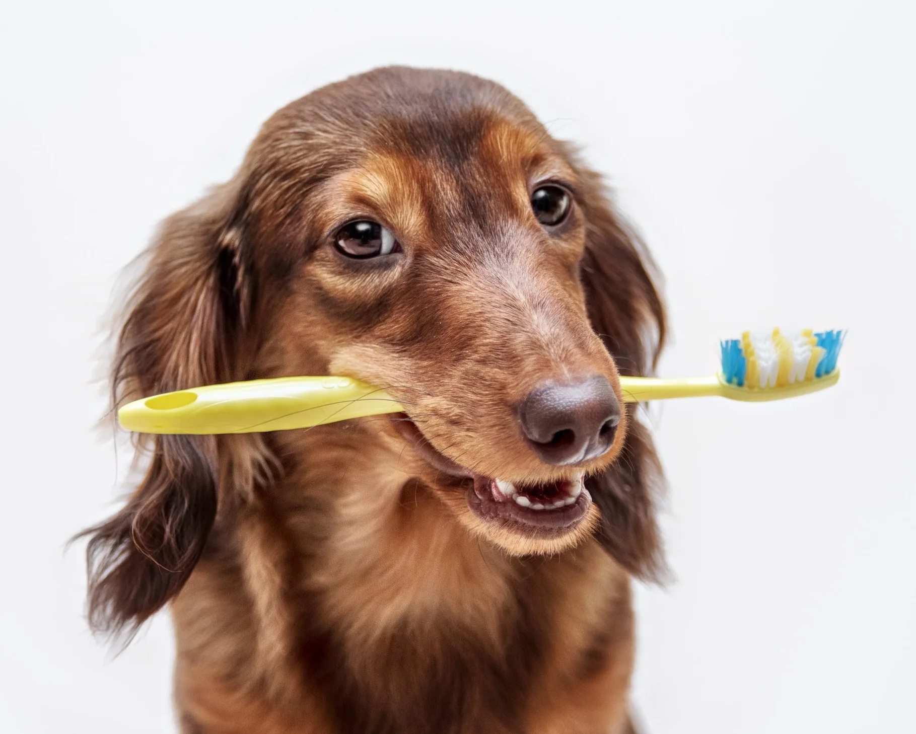 Experienced veterinarians for dog and cat dental