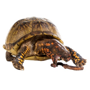 Box Turtle Food Guide