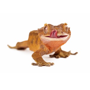 Crested Gecko Care