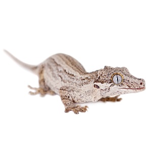Gargoyle Gecko Care