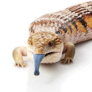 Blue Tongue Skink Care