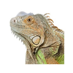 Iguana Care