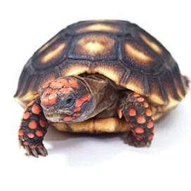 Redfoot Tortoise Care