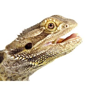 Bearded Dragon Dental Care