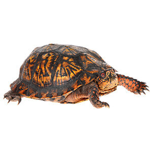 Box Turtle Hibernation Guide
