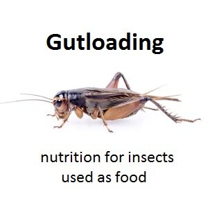 Gutloading Guide