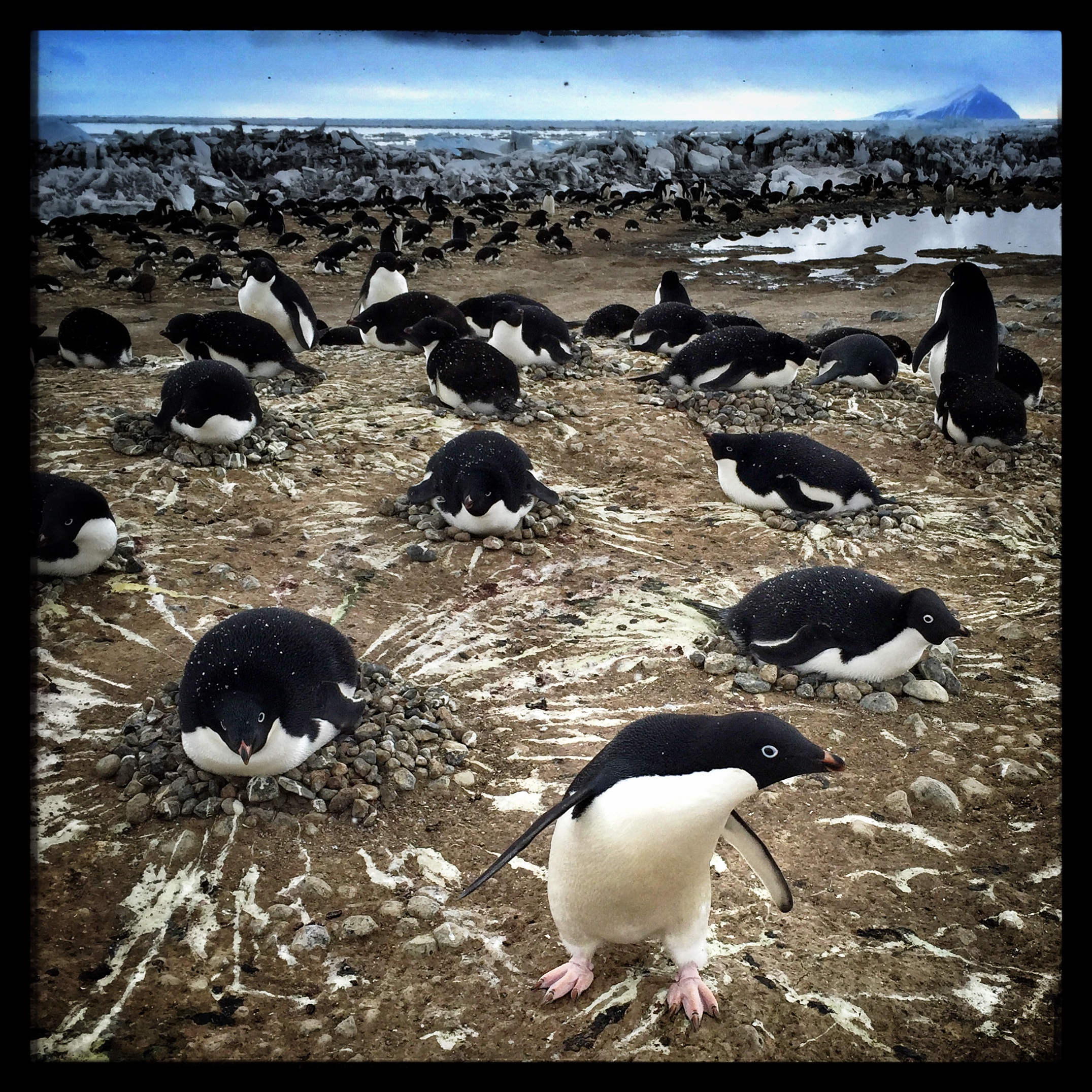 Adélie penguins, Antarctica.