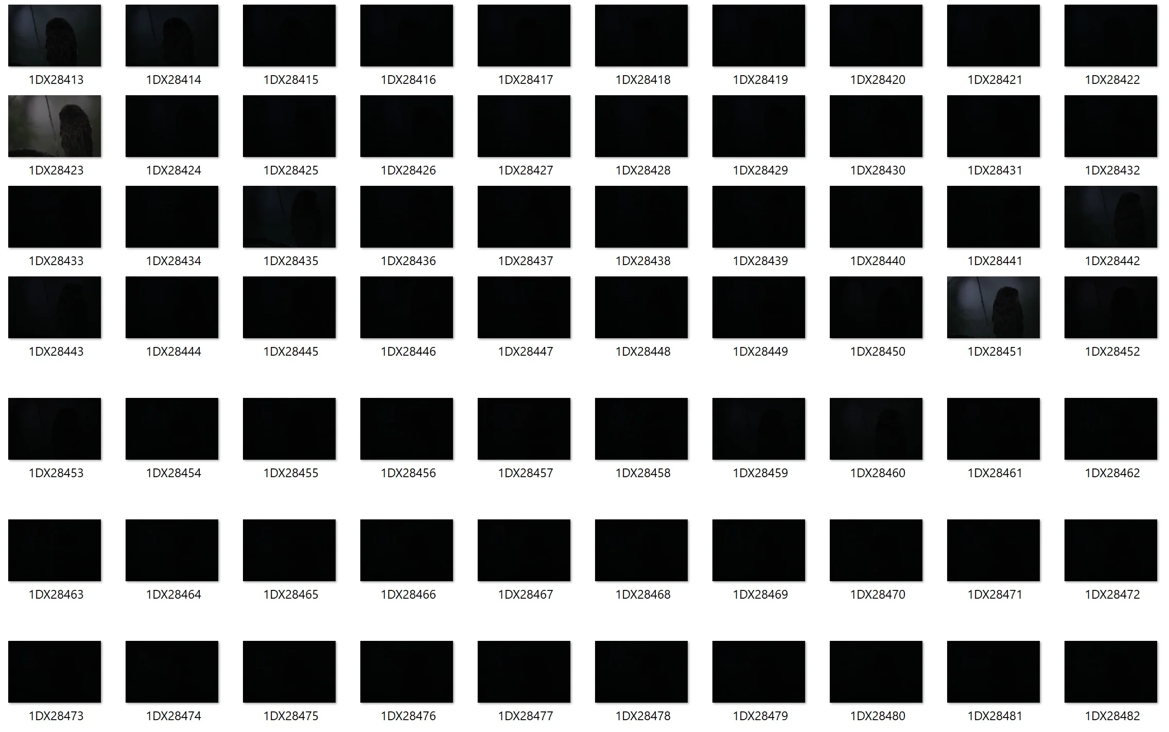 Reviewing my Contact Sheet. Please... all I need is one!