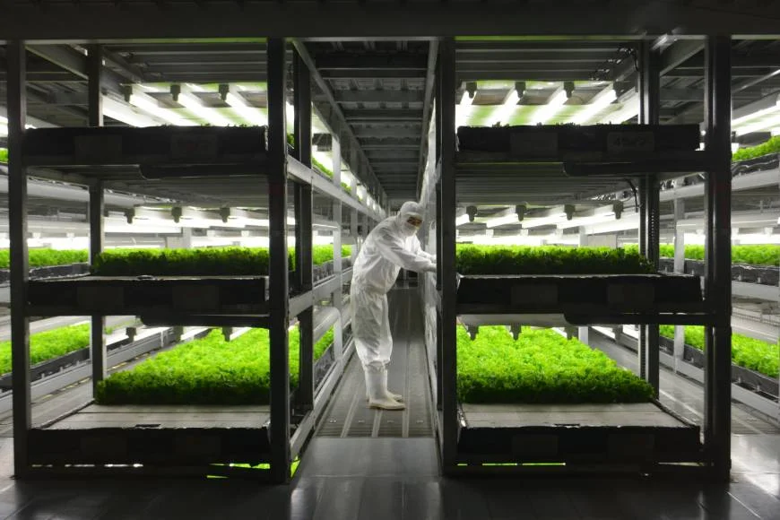 "Spread" som er en av Japans over 200 plantefabrikker dyrker salater i Kameoka, Kyoto Prefecture. Her kan man produsere over 20,000 salathoder per dag.