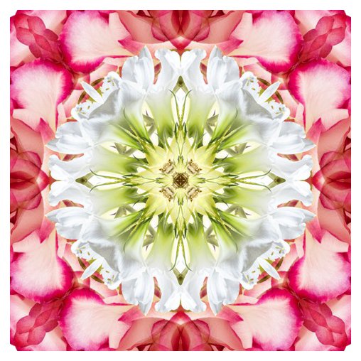 Amaryllis Rose Mandala.jpg