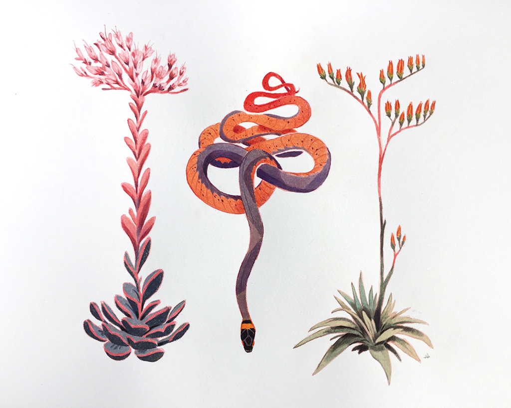 final-snakesucculents.jpg
