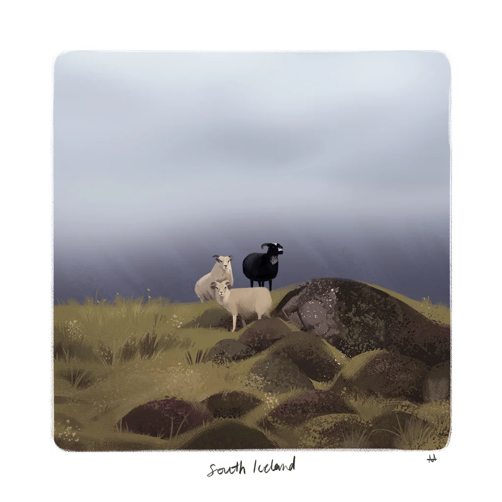 iceland-sheep.jpg