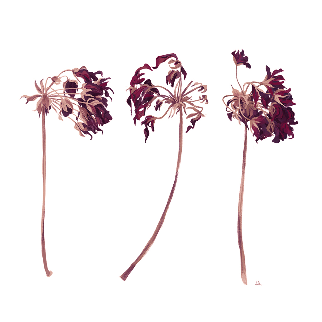 dead-geranium-insta.jpg