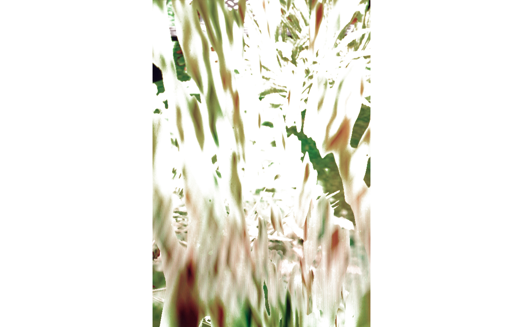   Peeling Grass , 2016 archival inkjet print image size: 22 x 17'' 