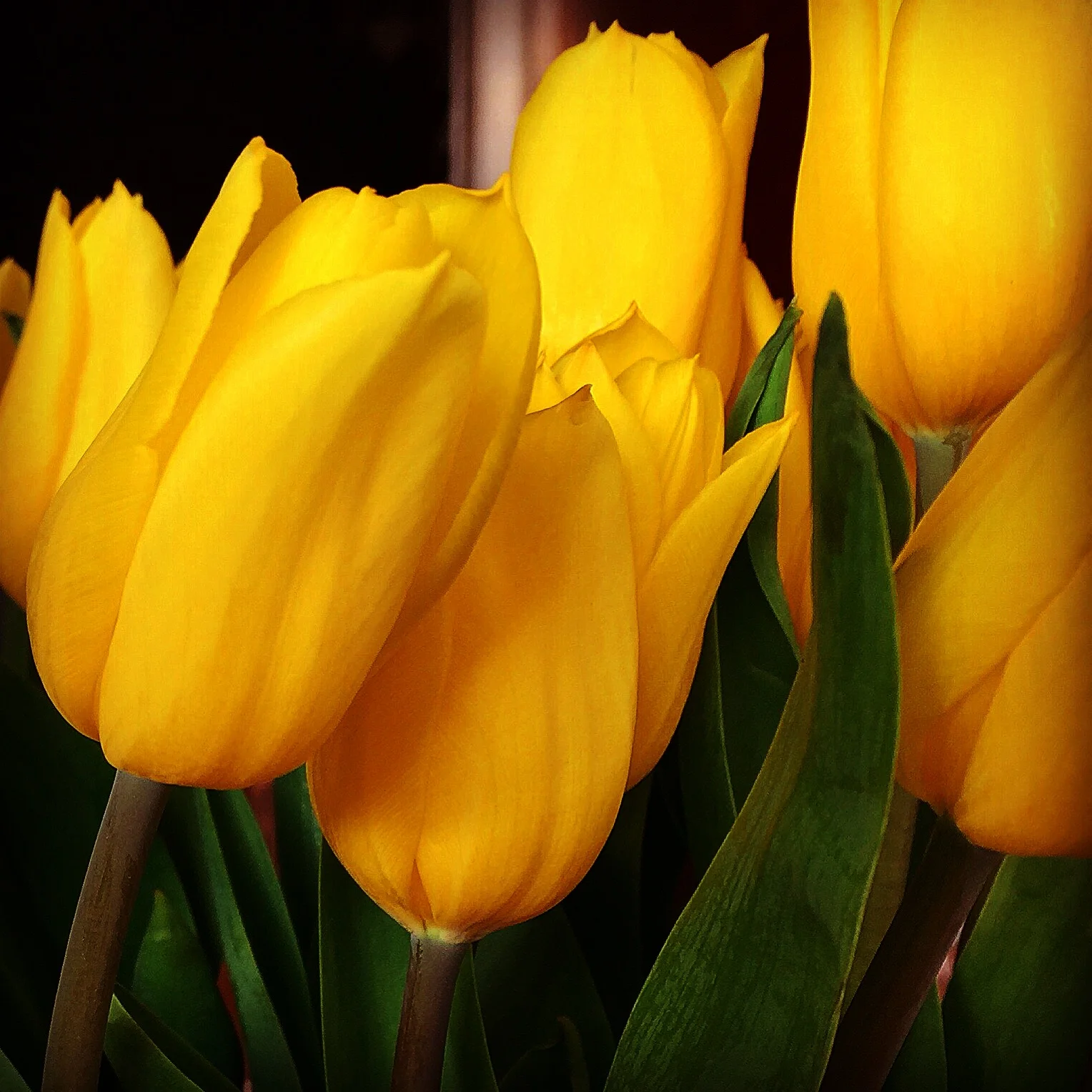 Yellow Tulips at Roustabout