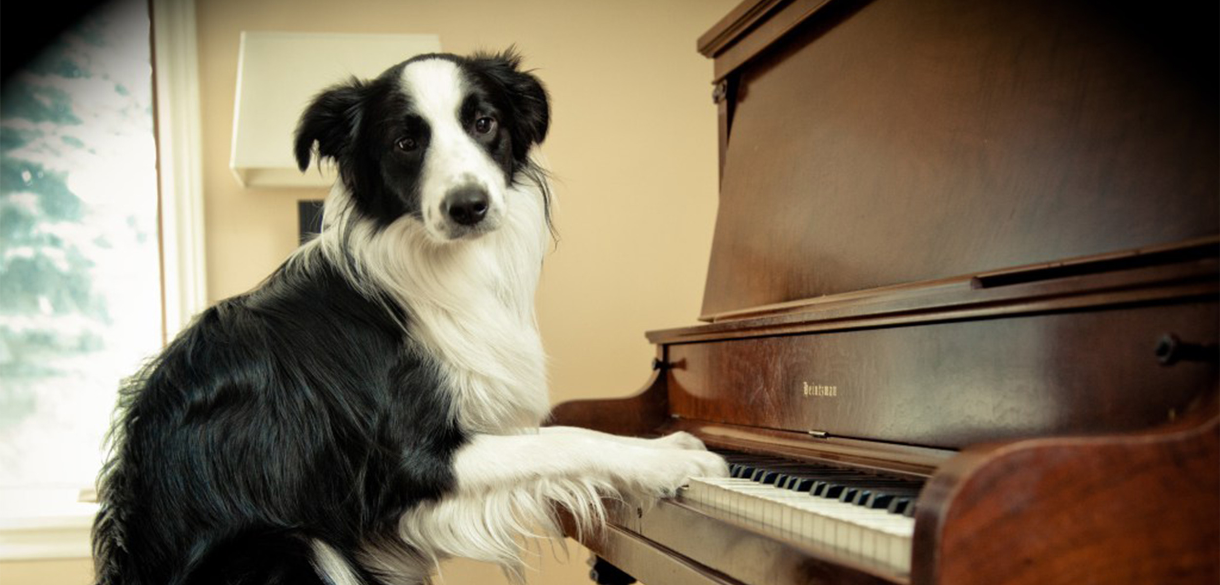 dog-playing-piano.jpg