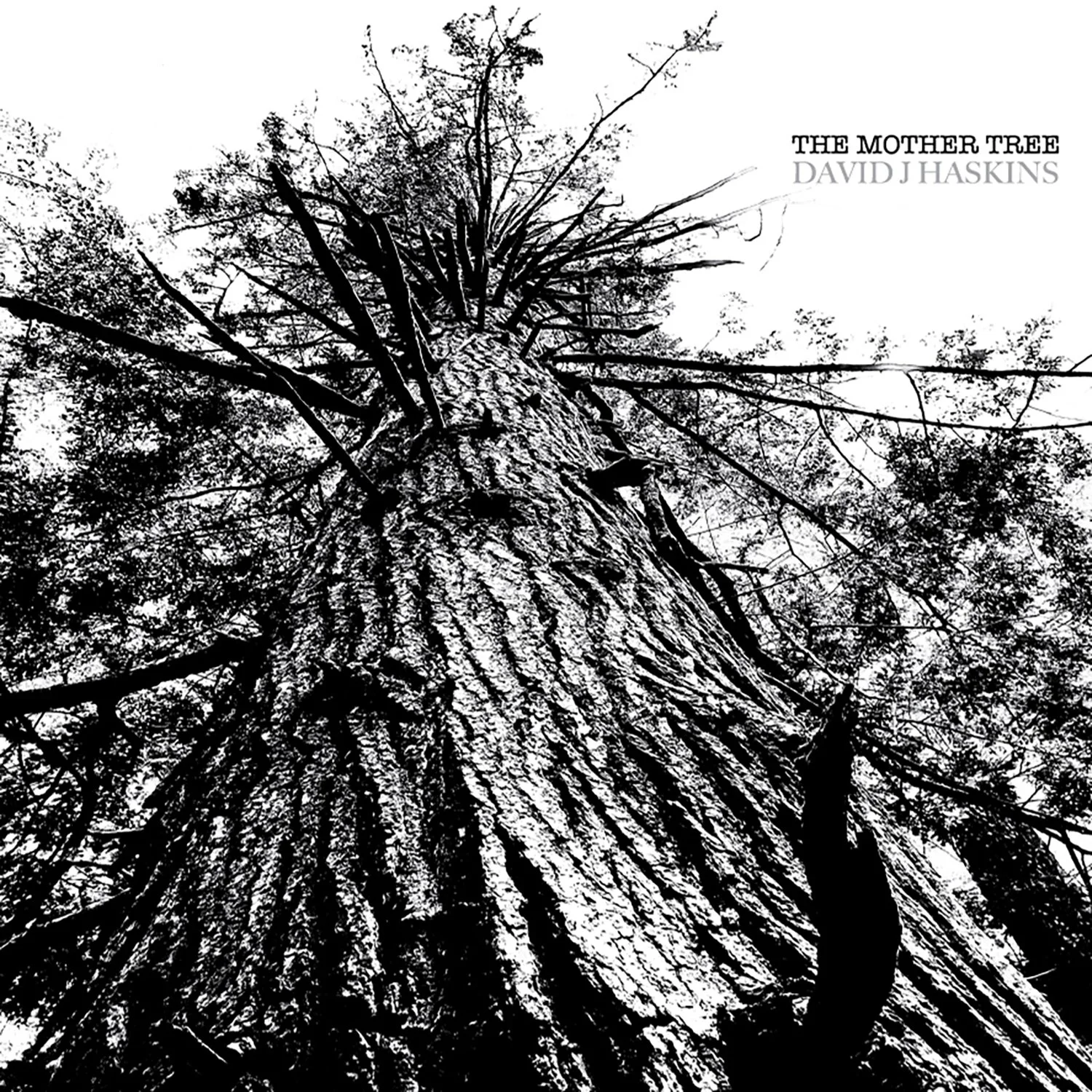 davidj_themothertree_albumcover_2025.jpg