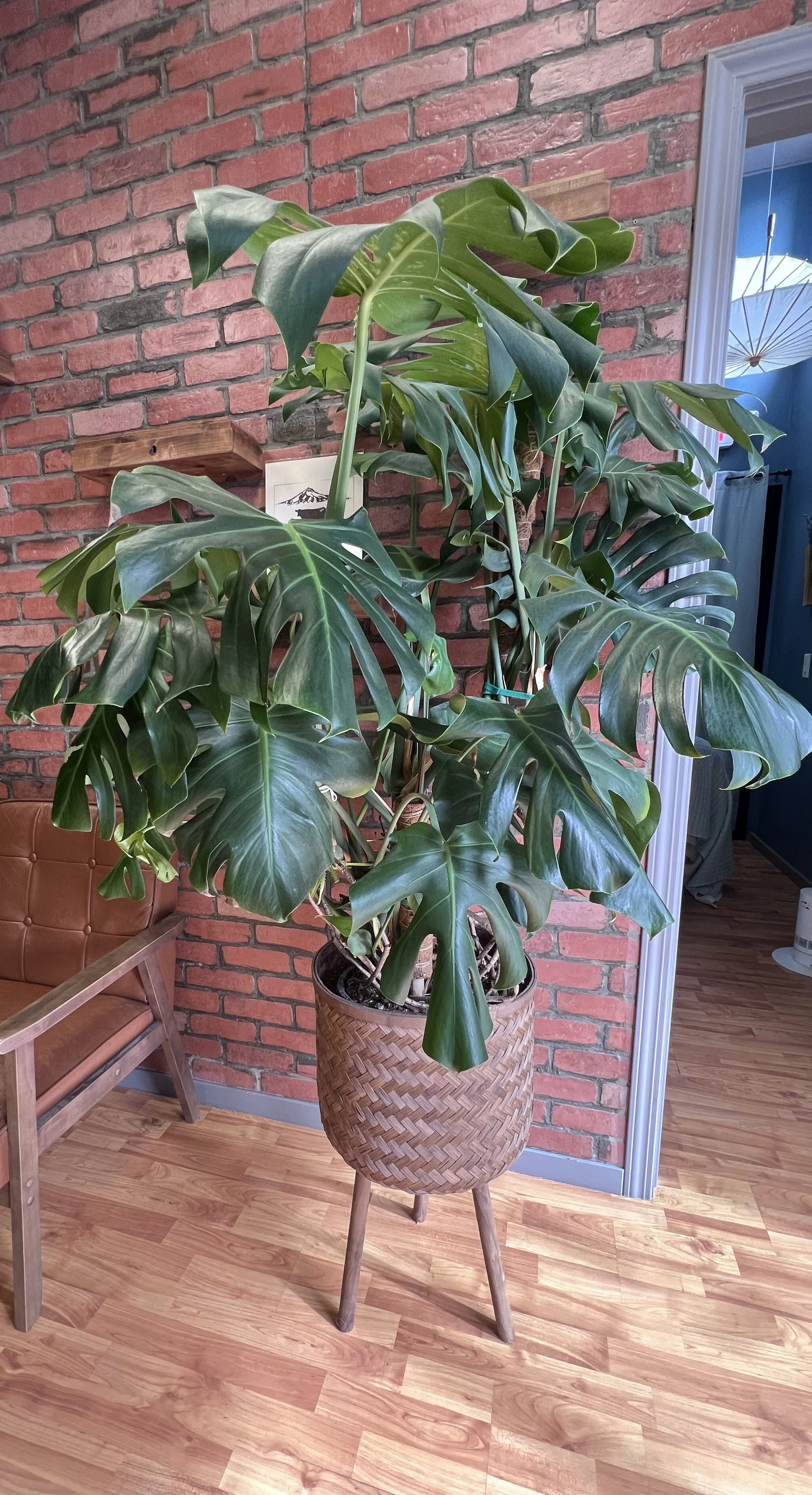 Our mascot at Salon Bliss is Perry the plant and he welcomes you to relaxation and beauty!