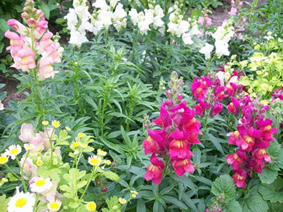 Snapdragons