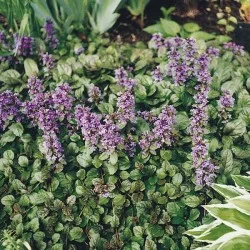 Ajuga